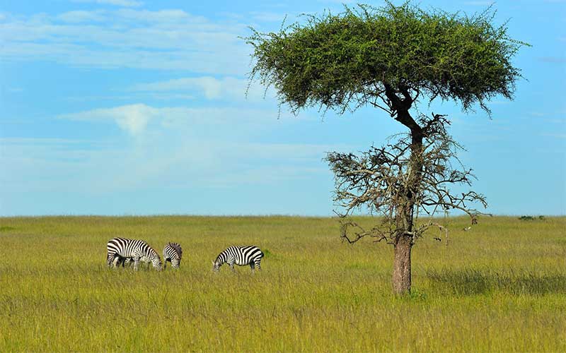 Kenia-Informationen-zebras-massai-mara