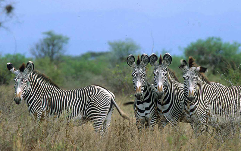 Meru Nationalpark in Kenia