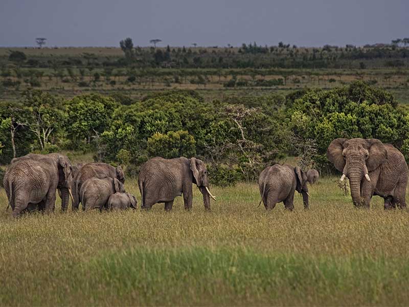 Tierwelt in Kenia